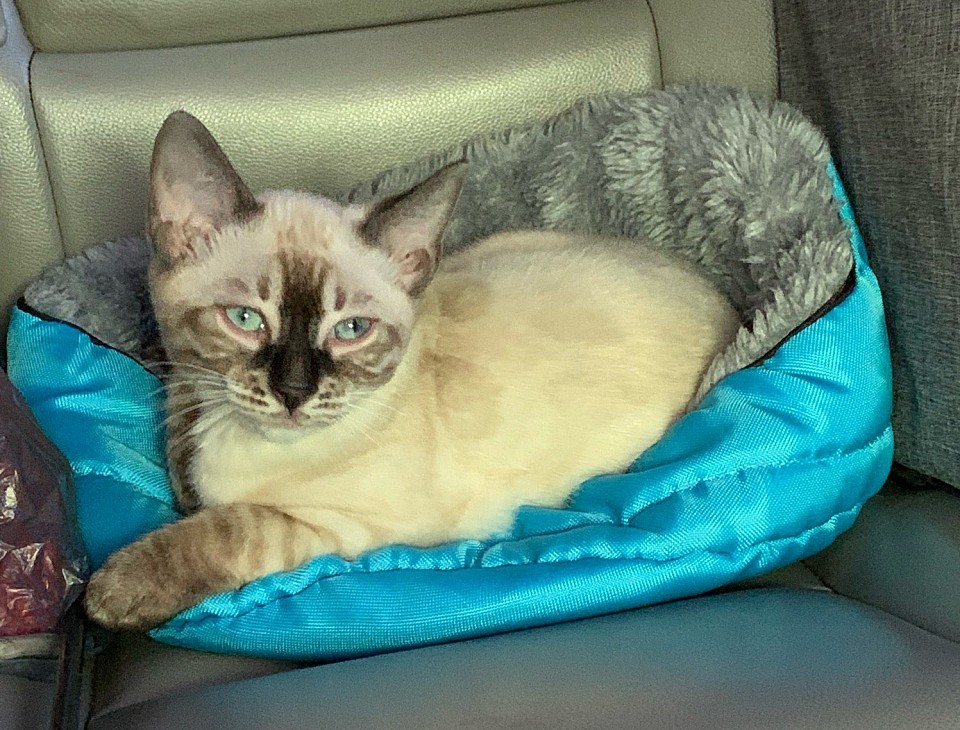 Hai hai